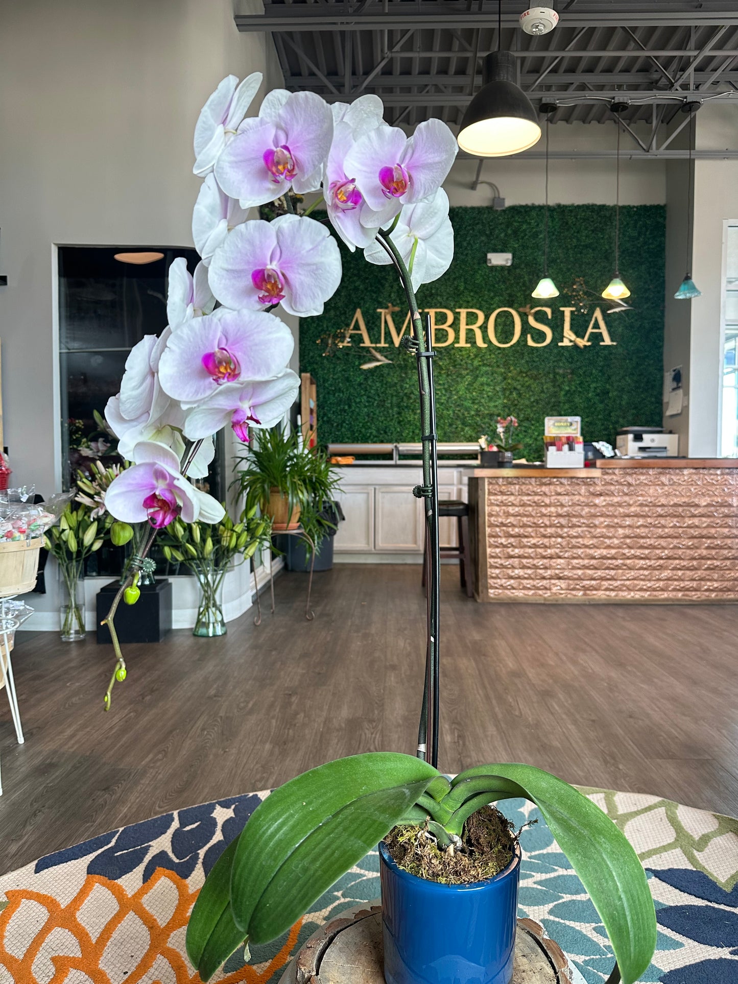 Blooming Orchids in Specialty Container