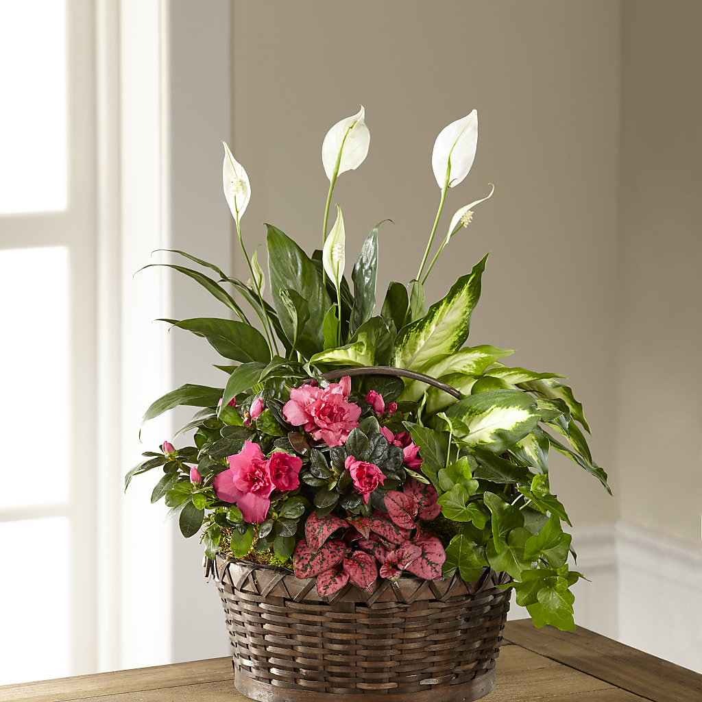 Dream in Pink Dishgarden – Ambrosia Flowers, Castle Rock CO