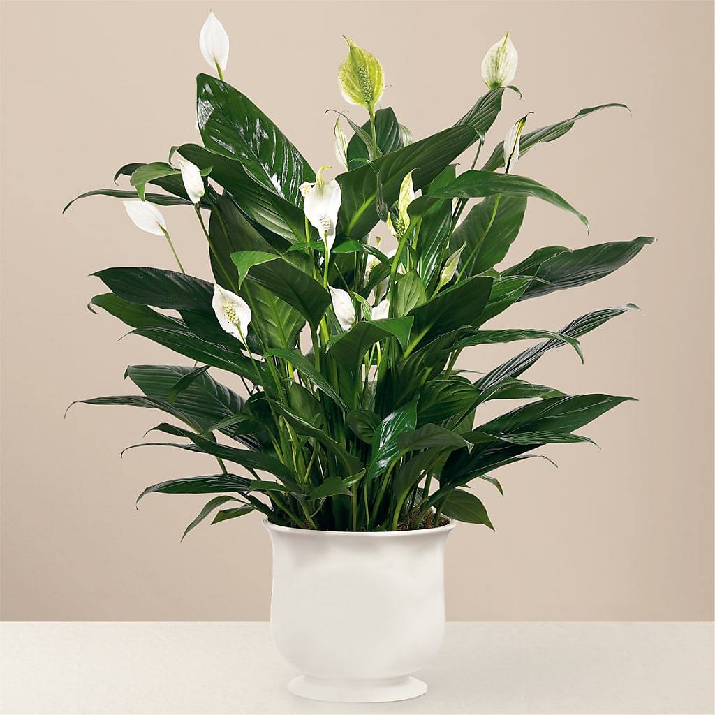 Comfort Planter – Ambrosia Flowers, Castle Rock CO