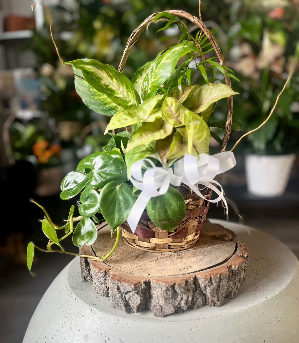 Basket Dish Garden – Ambrosia Flowers, Castle Rock CO
