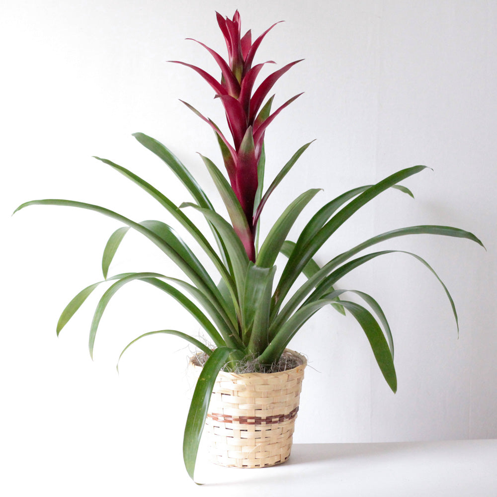 Bromeliad 6" – Ambrosia Flowers, Castle Rock CO