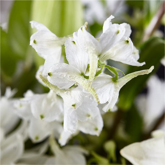 Classic Ivory – A Florist Original – Ambrosia Flowers, Castle Rock CO