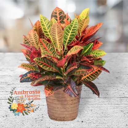 Croton 6" Plant –  Ambrosia Flowers, Castle Rock CO