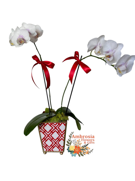 White Orchids in Red container