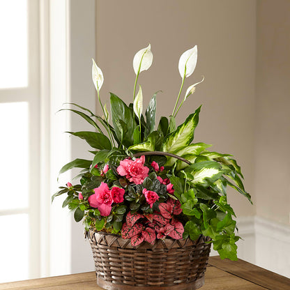Dream in Pink Dishgarden –  Ambrosia Flowers, Castle Rock CO