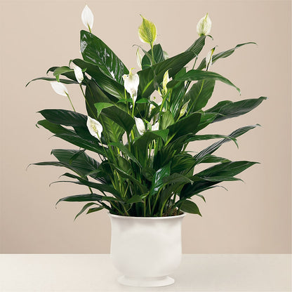 Comfort Planter –  Ambrosia Flowers, Castle Rock CO