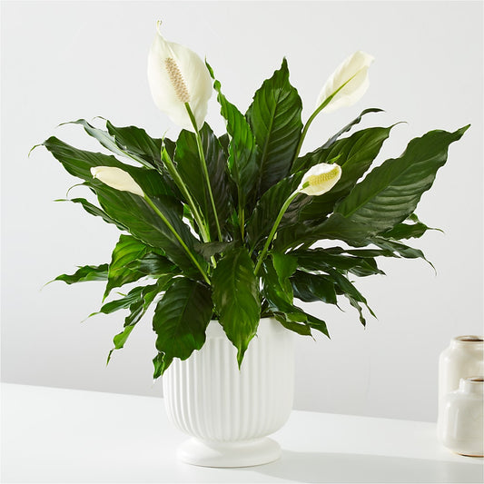 Comfort Planter –  Ambrosia Flowers, Castle Rock CO