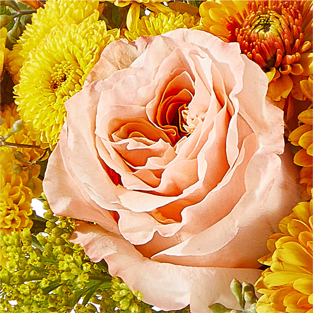 Peachy Pumpkin –  Ambrosia Flowers, Castle Rock CO
