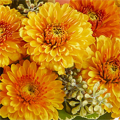 Peachy Pumpkin –  Ambrosia Flowers, Castle Rock CO