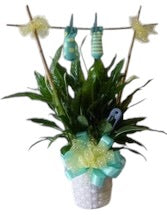 Peace Lilly for Baby Boy