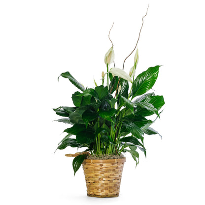 6" Peace Lily in woven basket –  Ambrosia Flowers, Castle Rock CO
