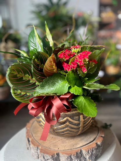 Ceramic dish gardens