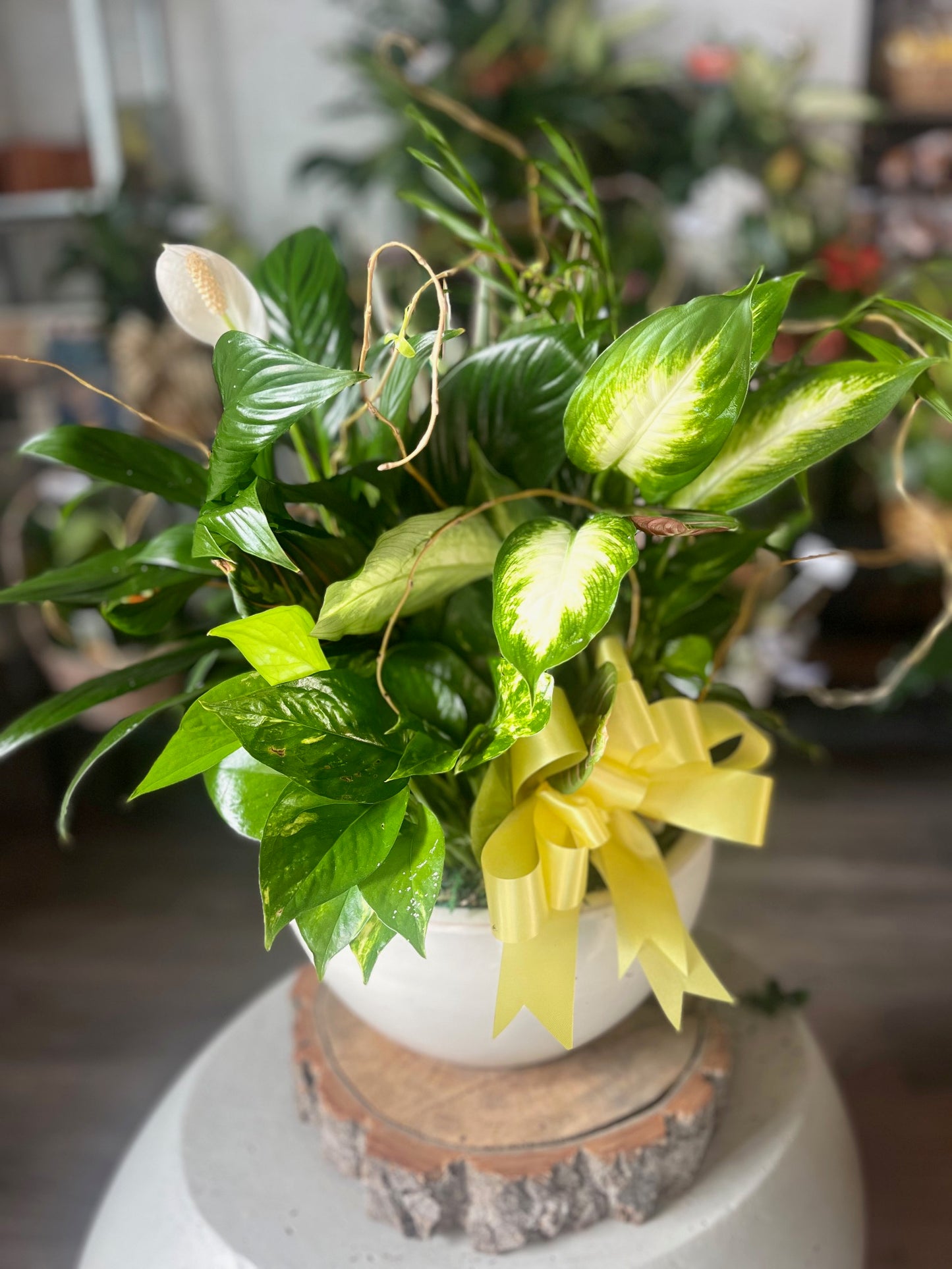 Ceramic dish gardens