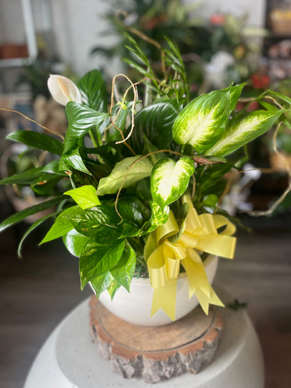 Ceramic dish gardens