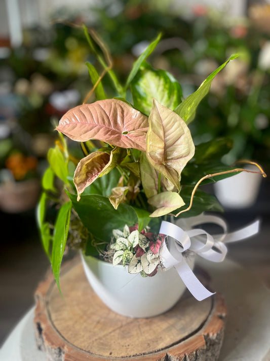 Ceramic dish gardens