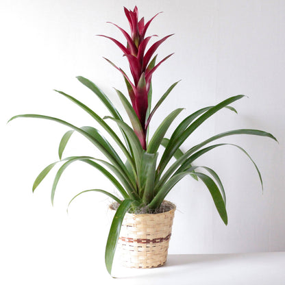 Bromeliad 6" –  Ambrosia Flowers, Castle Rock CO