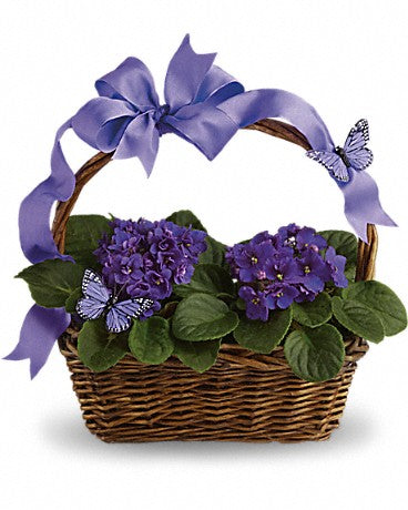 African Violets in a basket –  Ambrosia Flowers, Castle Rock CO