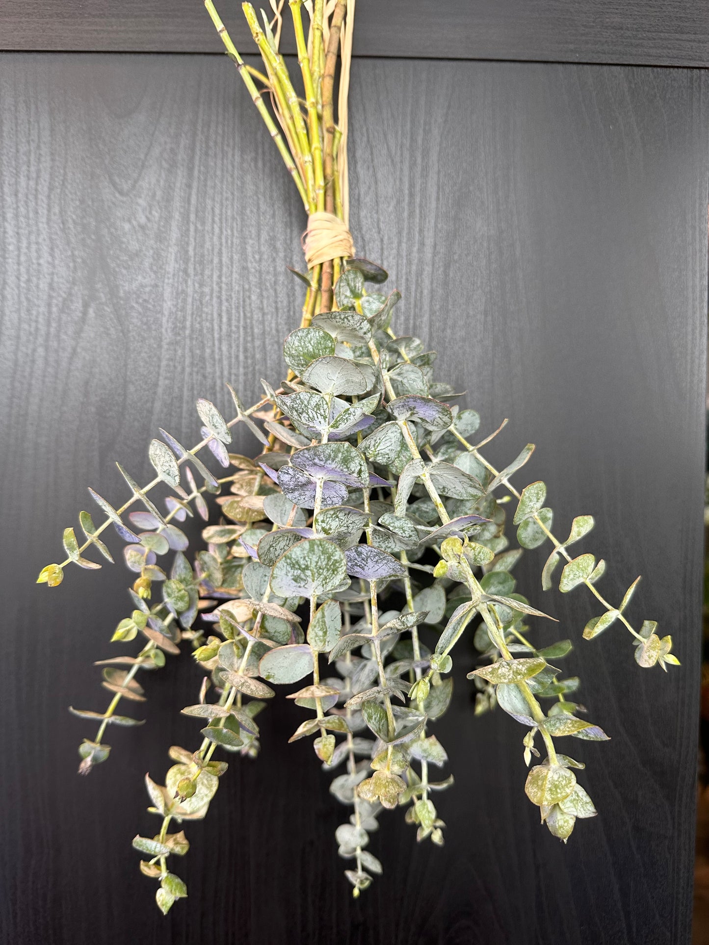 Eucalyptus Shower Bundle –  Ambrosia Flowers, Castle Rock CO