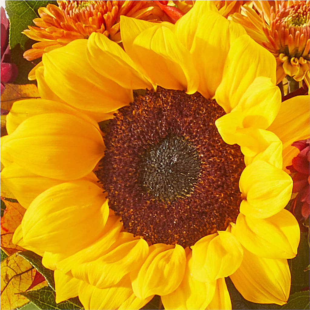 Sunny Side Bouquet –  Ambrosia Flowers, Castle Rock CO